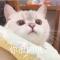猫心柑