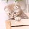 猫爪爪001
