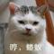 猫大爷