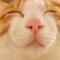 睡觉的猫