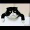 黑猫警长