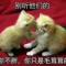玉兔胡先生
