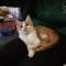 九头猫