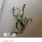 天边蛇