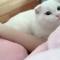 乱了猫