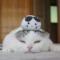 猫叔
