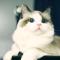 一一只懒猫