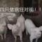 与蛇共舞
