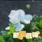 栀子花开