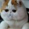 猫不吃鱼