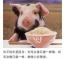 仙人掌刺猬豪猪