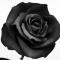 黑色的玫瑰