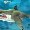 鲨鱼