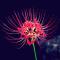 papaver_bs