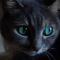 CrazyCat