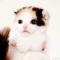༄yེ࿆o࿆g࿆ྃhཽ࿆u࿆rtོ࿆࿐