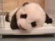 小骚熊.