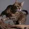 l am a cat