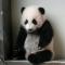 天才大熊猫