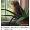 一个安静的死胖子