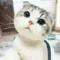 AAA小馋猫