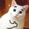 猫耳帕西诺