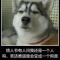 狗肉真好吃