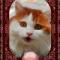 猫牵蜗牛漫步湖边