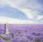 lavender8号特困生