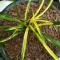 Orchid grass