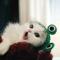 猫控