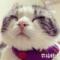 猫大人