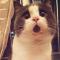 丿百里屠猪
