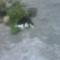 天下无猫