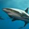 大白鲨