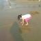 龚........
