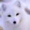 雪狐狸