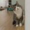 虐猫狂魔薛定谔