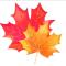 maple