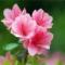 陈芳