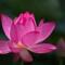 七色莲花开