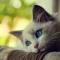 猫猫
