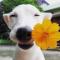 Hi！dimo