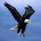 eagle