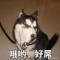 呦。呦°切克闹。