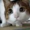 熊猫爱上苹果树