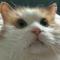 猫猫