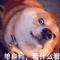 你打野吗