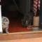 忘れられた迷道猫