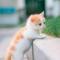 小橘猫